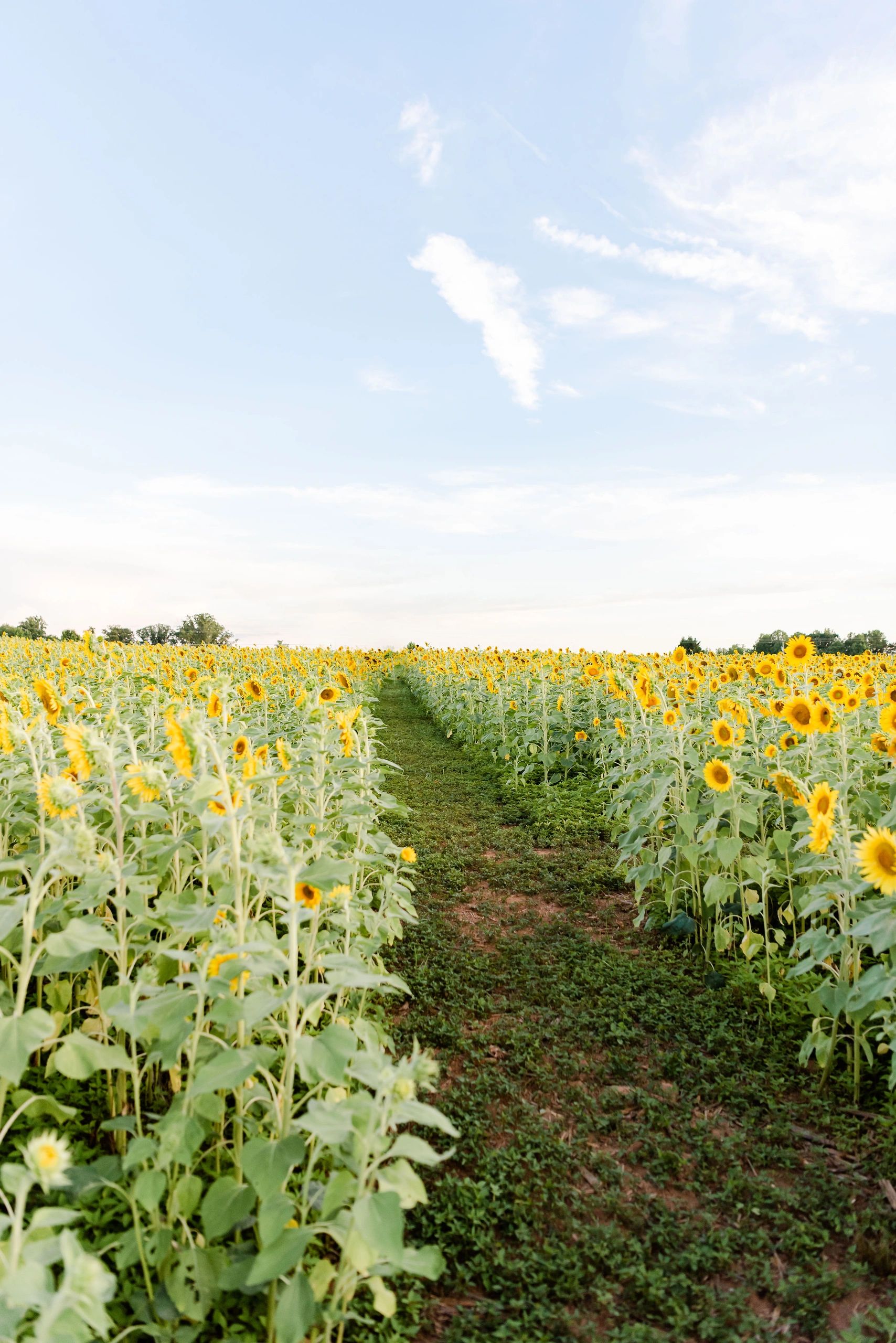 The Fields at Sunflower Trail